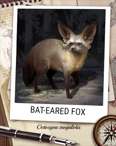 Bat-Eared Fox Nocturnal Animal Badge - Word Whomp HD