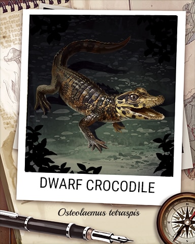 Dwarf Crocodile Nocturnal Animal Badge - Jungle Gin HD