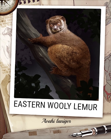 Eastern Wooly Lemur Nocturnal Animal Badge - Anagrams