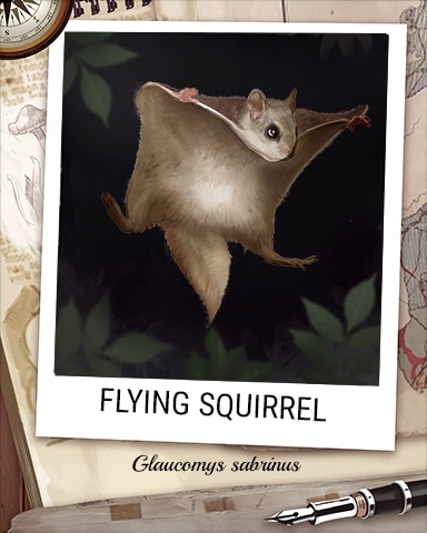 Flying Squirrel Nocturnal Animal Badge - Canasta HD