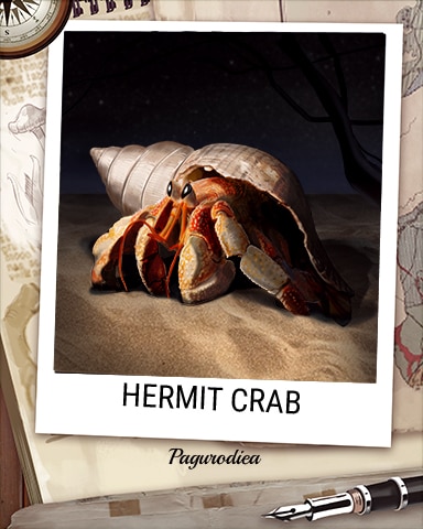 Hermit Crab Nocturnal Animal Badge - Mahjong Sanctuary