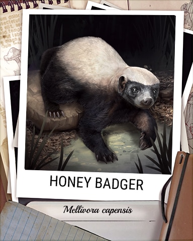 Honey Badger Nocturnal Animal Badge - Crossword Cove HD