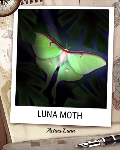 Luna Moth Nocturnal Animal Badge - Jet Set Solitaire