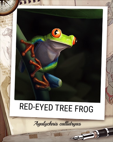 Red-Eyed Tree Frog Nocturnal Animal Badge - Solitaire Blitz