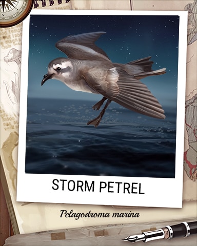 Storm Petrel Nocturnal Animal Badge - Jungle Gin HD