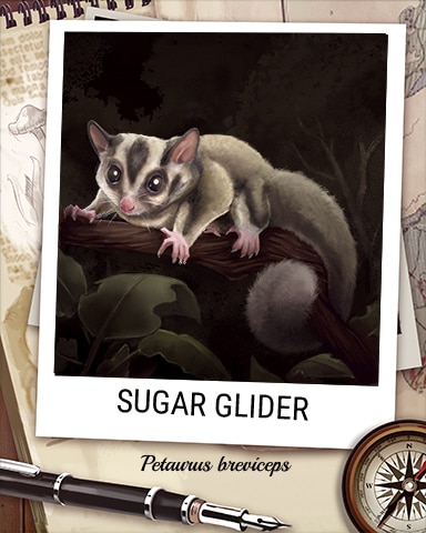 Sugar Glider Nocturnal Animal Badge - Poppit! Party