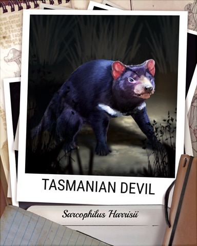 Tasmanian Devil Nocturnal Animal Badge - Thousand Island Solitaire HD