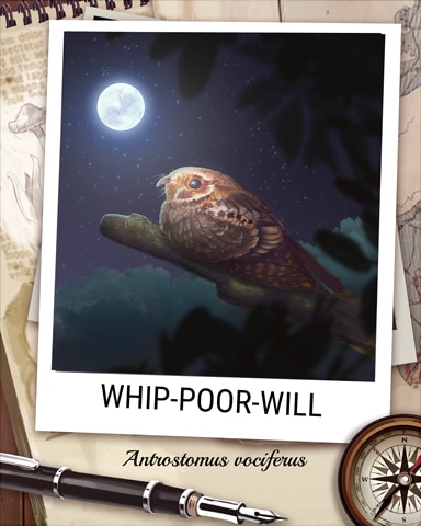 Whip-Poor-Will Nocturnal Animal Badge - Sweet Tooth Town