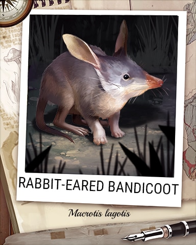 Rabbit-Eared Bandicoot Nocturnal Animal Badge - Mahjong Sanctuary