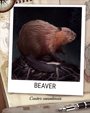 Beaver Nocturnal Animal Badge - Spades HD
