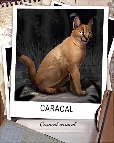 Caracal Nocturnal Animal Badge - Poppit! Bingo