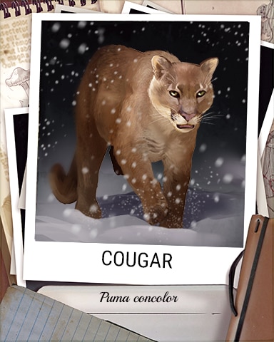 Cougar Nocturnal Animal Badge - Claire Hart: Secret In The Shadows