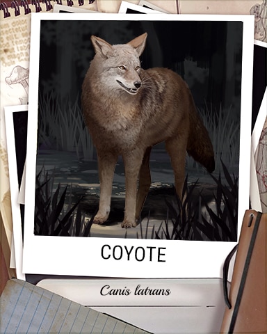 Coyote Nocturnal Animal Badge - Trizzle