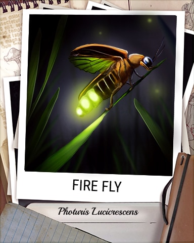 Fire Fly Nocturnal Animal Badge - First Class Solitaire HD