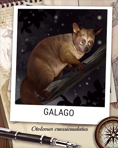 Galago Nocturnal Animal Badge - Claire Hart: Secret In The Shadows