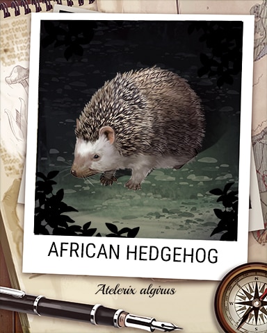 African Hedgehog Nocturnal Animal Badge - Jet Set Solitaire
