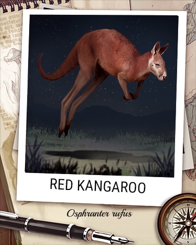 Red Kangaroo Nocturnal Animal Badge - StoryQuest
