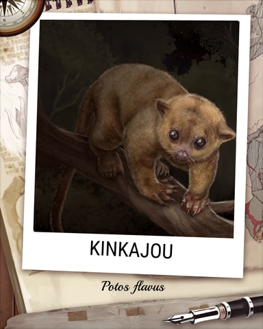 Kinkajou Nocturnal Animal Badge - Stack'em HD