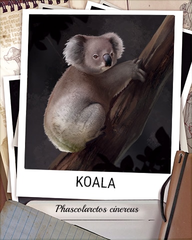 Koala Nocturnal Animal Badge - Tri-Peaks Solitaire HD