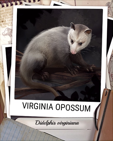 Virginia Opossum Nocturnal Animal Badge - World Class Solitaire HD