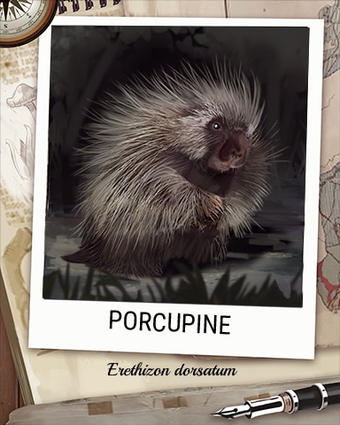 Porcupine Nocturnal Animal Badge - Anagrams