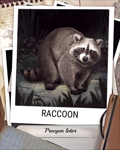 Raccoon Nocturnal Animal Badge - Pogo™ Daily Sudoku