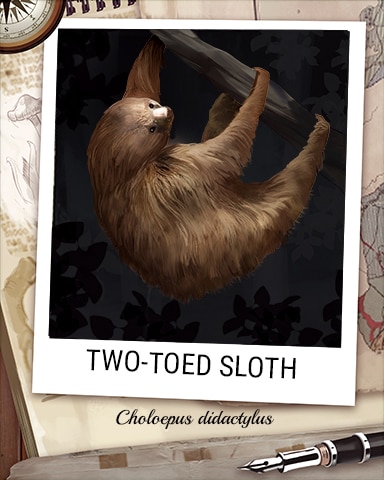 Two-Toed Sloth Nocturnal Animal Badge - Pogo™ Daily Sudoku