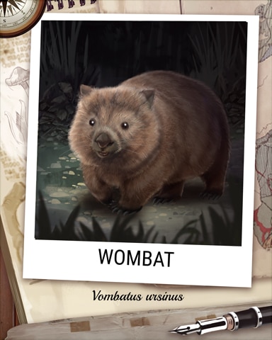 Wombat Nocturnal Animal Badge - StoryQuest