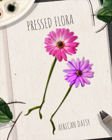 African Daisy Pressed Flora Badge - First Class Solitaire HD