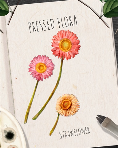 Strawflower Pressed Flora Badge - Pogo™ Slots