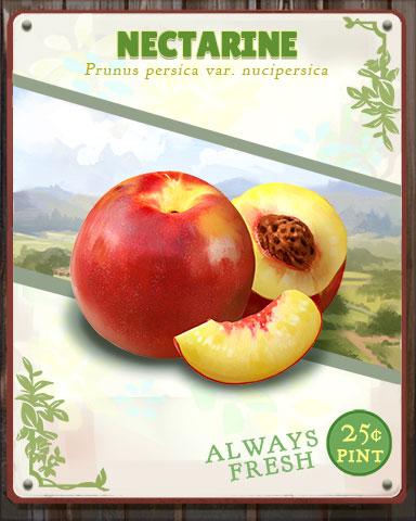 Nectarine Produce Badge - Tumble Bees HD