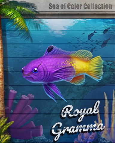 Royal Gramma Sea Of Color Badge - Canasta HD