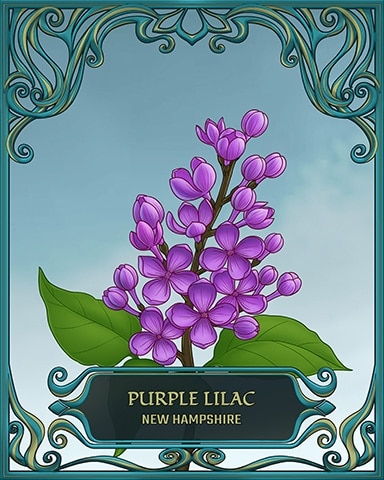 New Hampshire State Flowers Badge - Canasta HD New Hampshire State Flowers Badge - Canasta HD