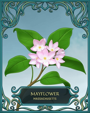 Massachusetts State Flowers Badge - Jungle Gin HD Massachusetts State Flowers Badge - Jungle Gin HD