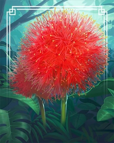 Blood Lily Tropical Flowers Badge - Canasta HD