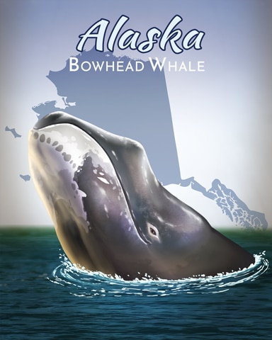 Bowhead Whale Wild America Badge - Claire Hart: Secret In The Shadows