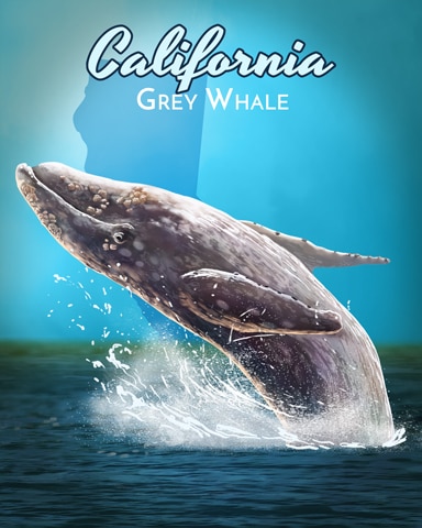 Grey Whale Wild America Badge - First Class Solitaire HD