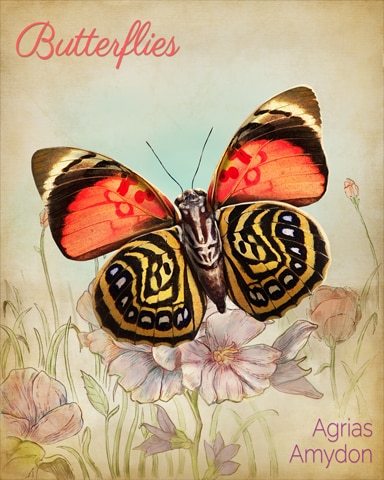 Amydon Agrias Butterfly Badge - Spades HD