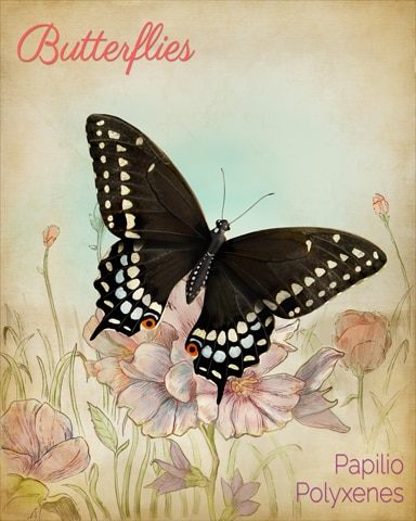 Black Swallowtail Butterfly Badge - Word Whomp HD