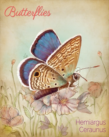 Ceraunus Blue Butterfly Badge - Mahjong Sanctuary