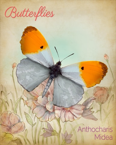 Falcate Orangetip Butterfly Badge - Canasta HD