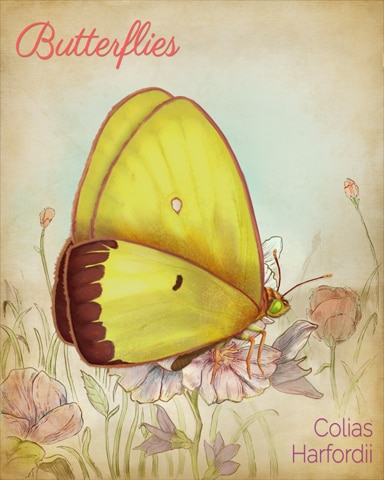 Harford's Sulphur Butterfly Badge - Mahjong Safari HD
