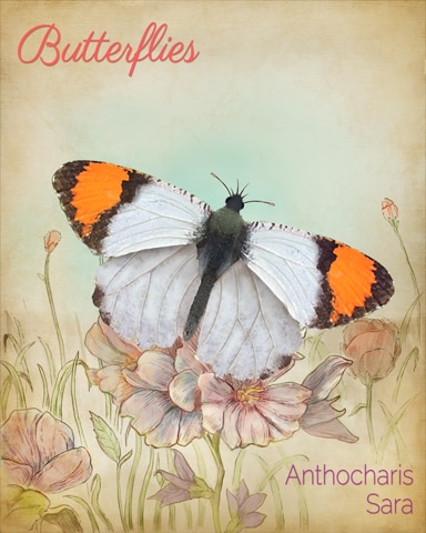 Pacific Orangetip Butterfly Badge - World Class Solitaire HD