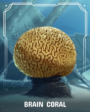 Brain Corals Badge - World Class Solitaire HD