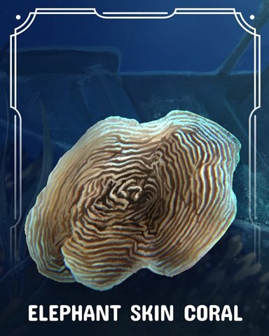 Elephant Skin Corals Badge - World Class Solitaire HD