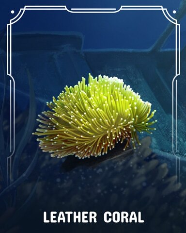 Leather Corals Badge - Solitaire Home Story