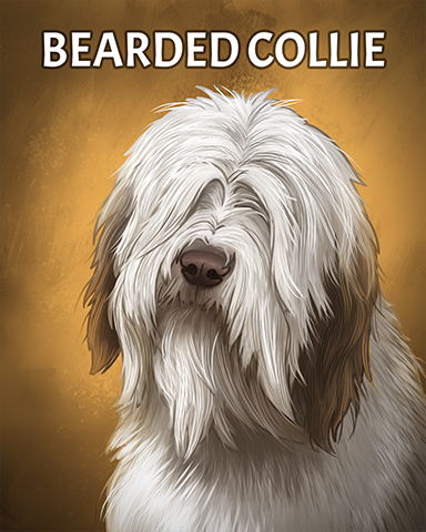 Bearded Collie Badge - Lottso! Express HD