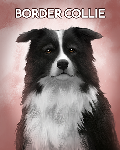 Border Collie Badge - Cross Country Adventure