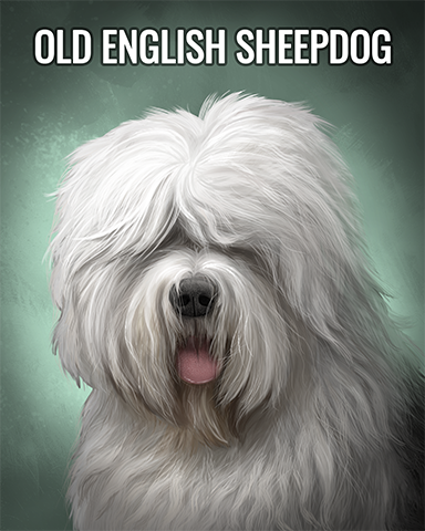 Old English Sheepdog Badge - Jungle Gin HD