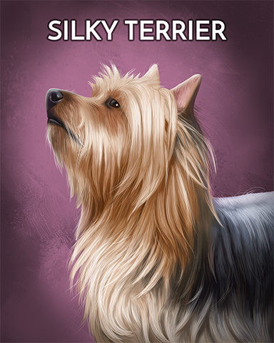 Silky Terrier Badge - StoryQuest